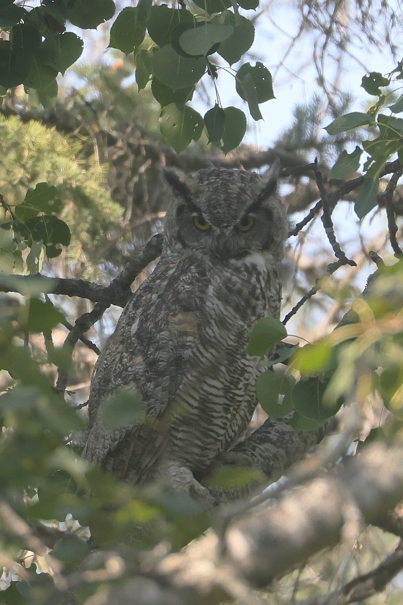 Great Horned Owl - ML641090551