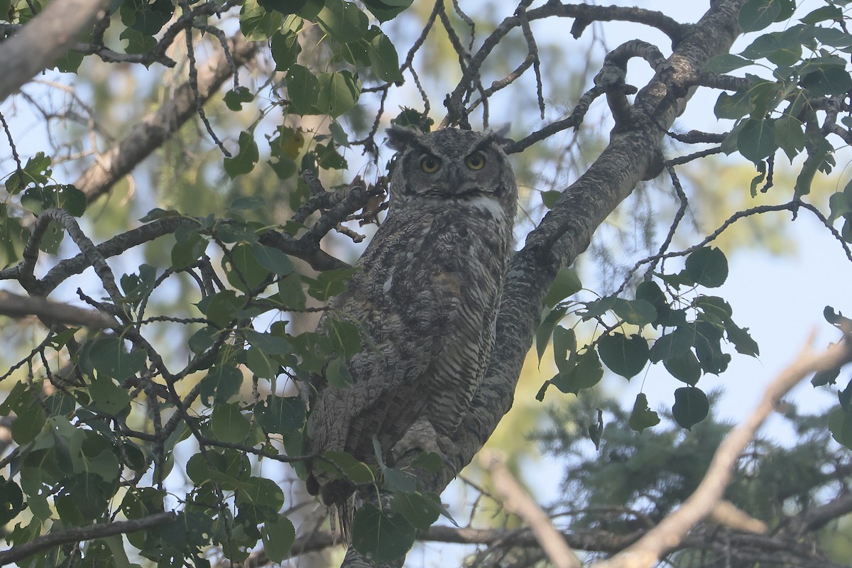 Great Horned Owl - ML641090558