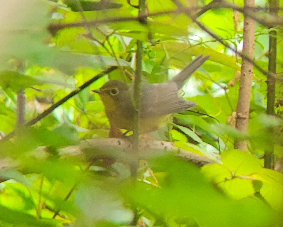 Canada Warbler - ML641090566