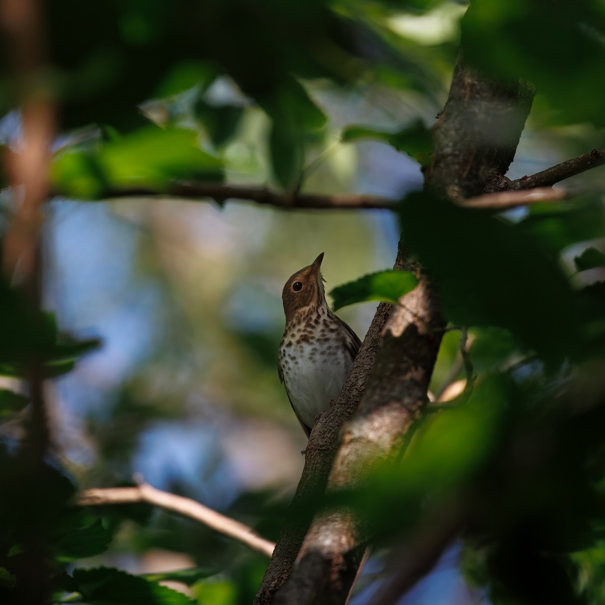 Swainson's Thrush - ML641090633