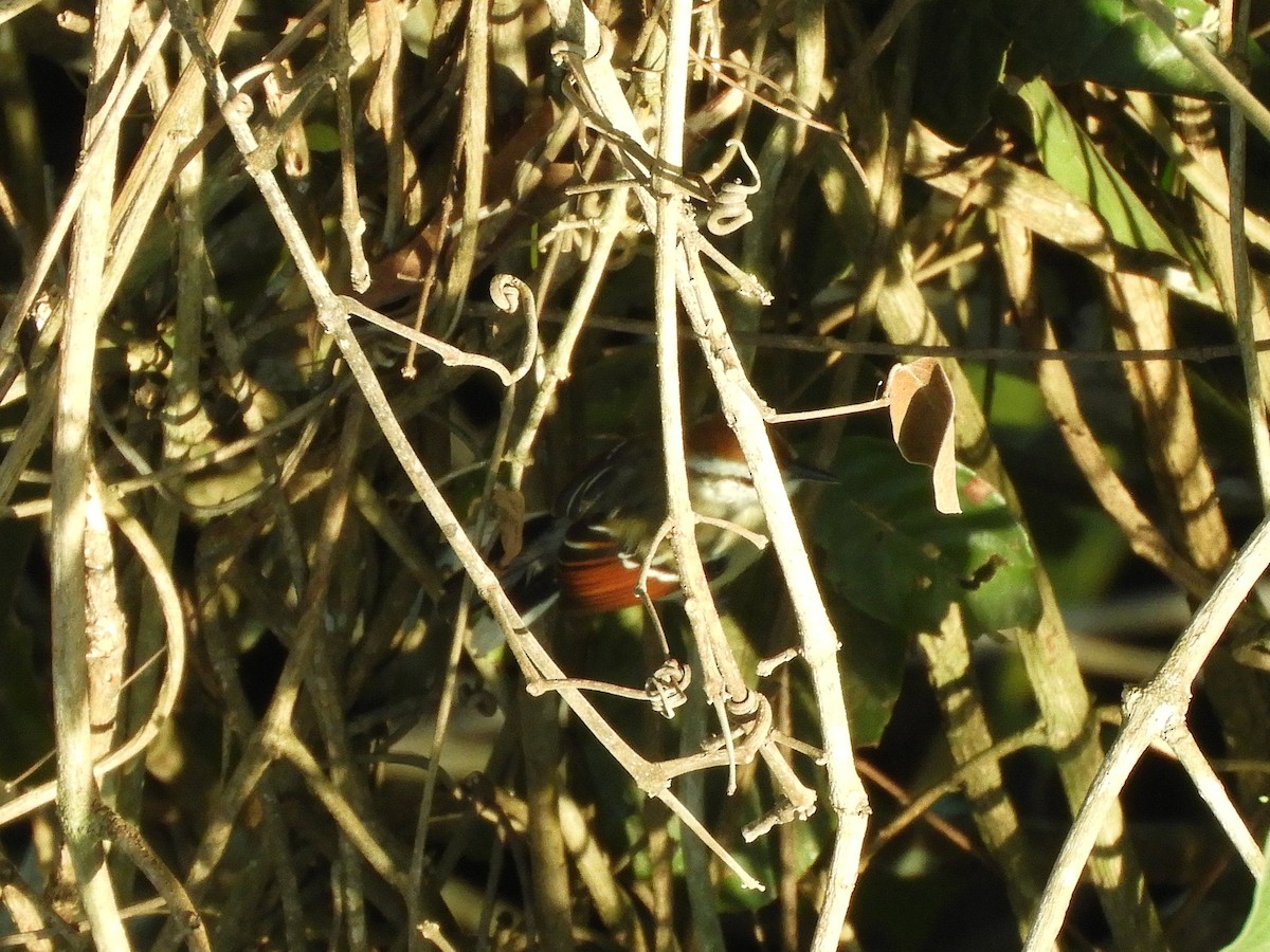 Rusty-winged Antwren - ML641090646