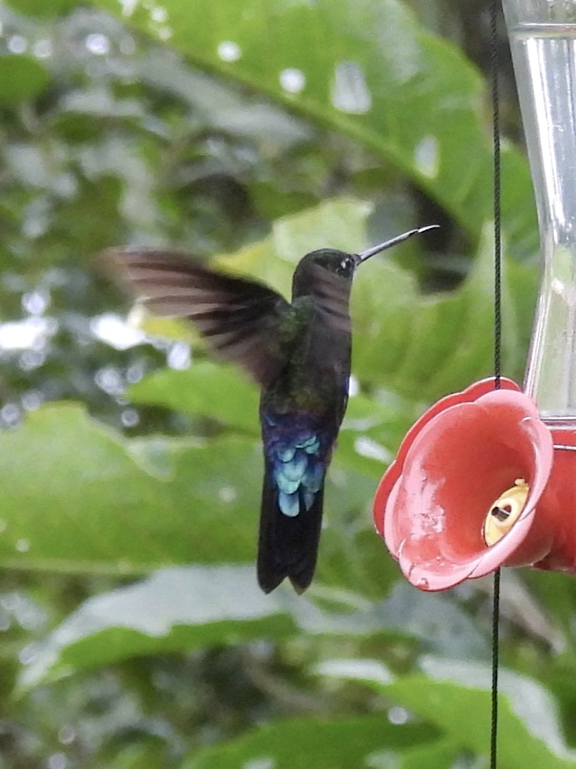 Blue-throated Starfrontlet - ML641090668