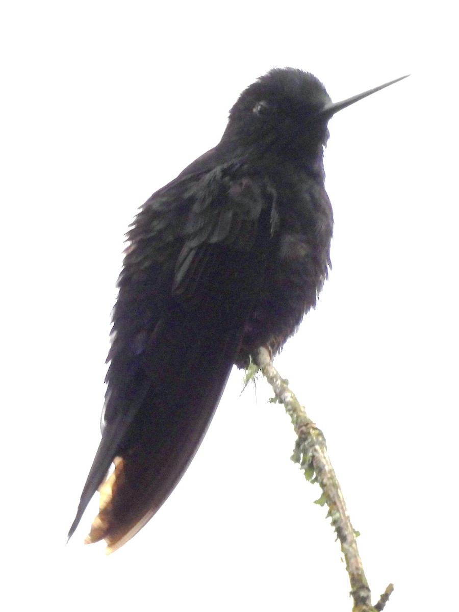Blue-throated Starfrontlet - ML641090669