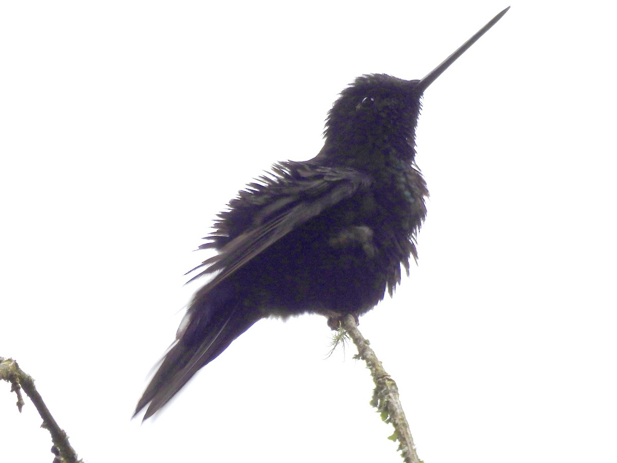 Blue-throated Starfrontlet - ML641090670