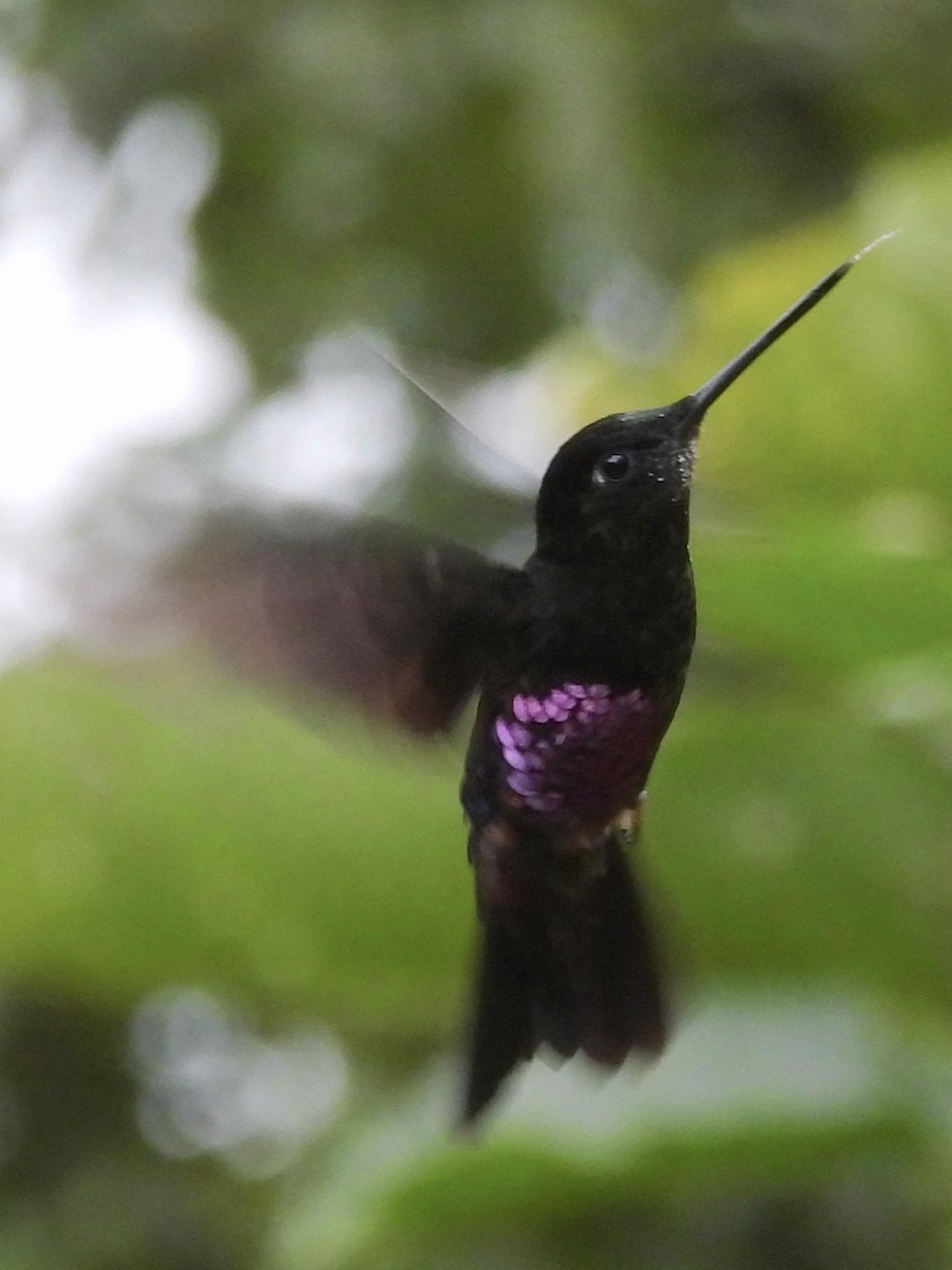 Blue-throated Starfrontlet - ML641090671