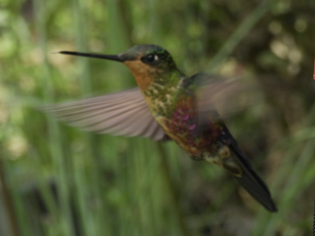 Blue-throated Starfrontlet - ML641090672