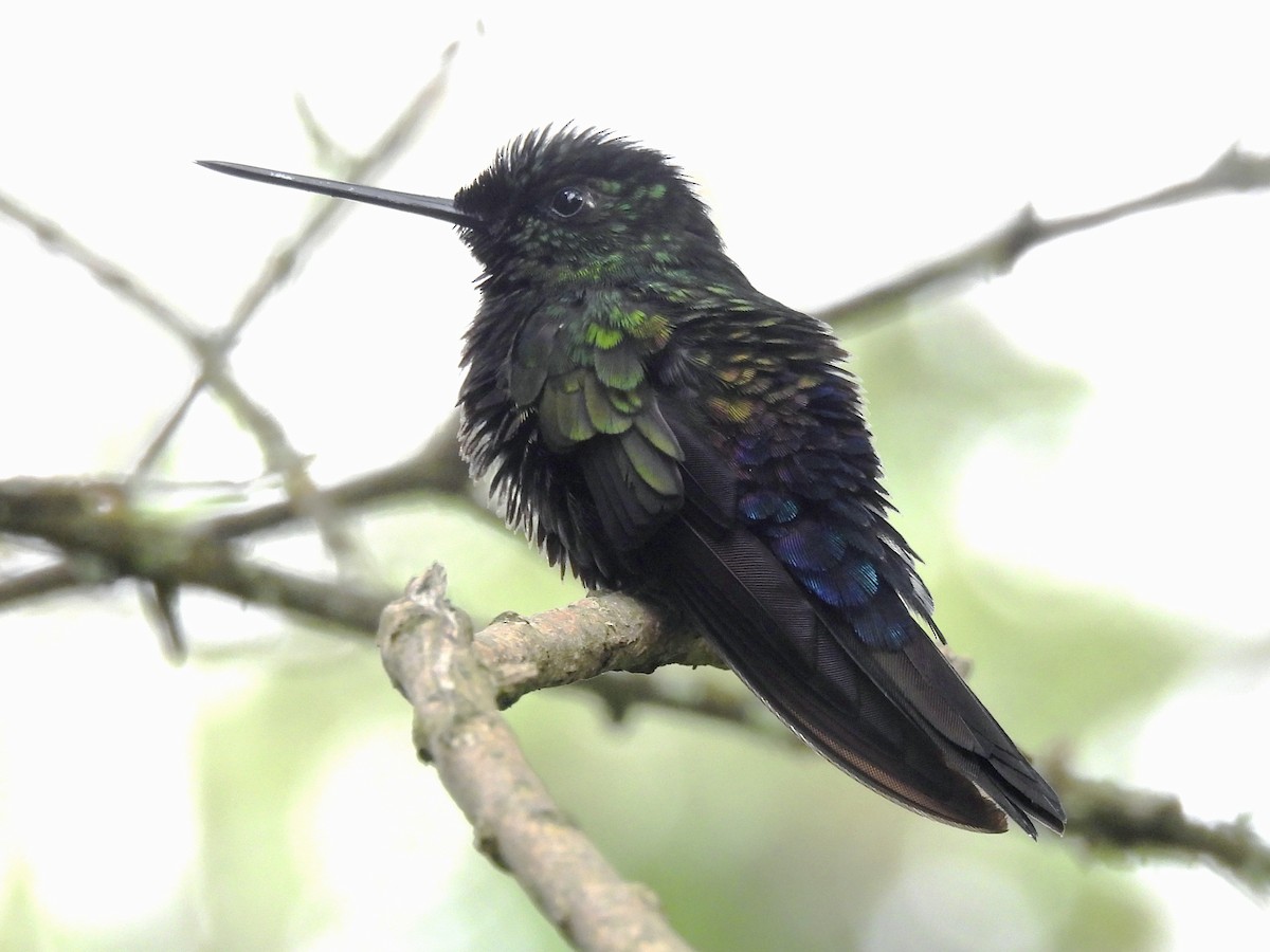 Blue-throated Starfrontlet - ML641090673