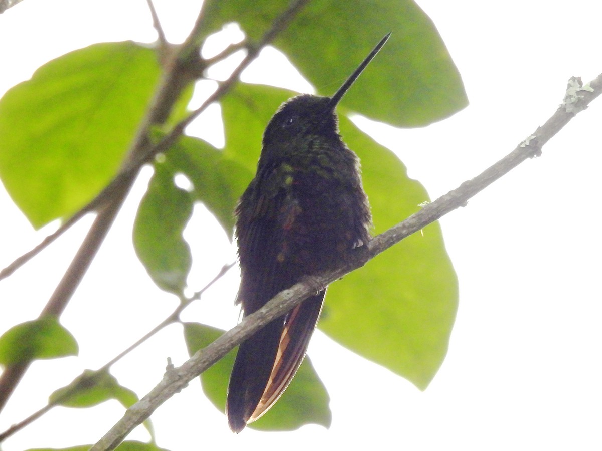 Blue-throated Starfrontlet - ML641090674