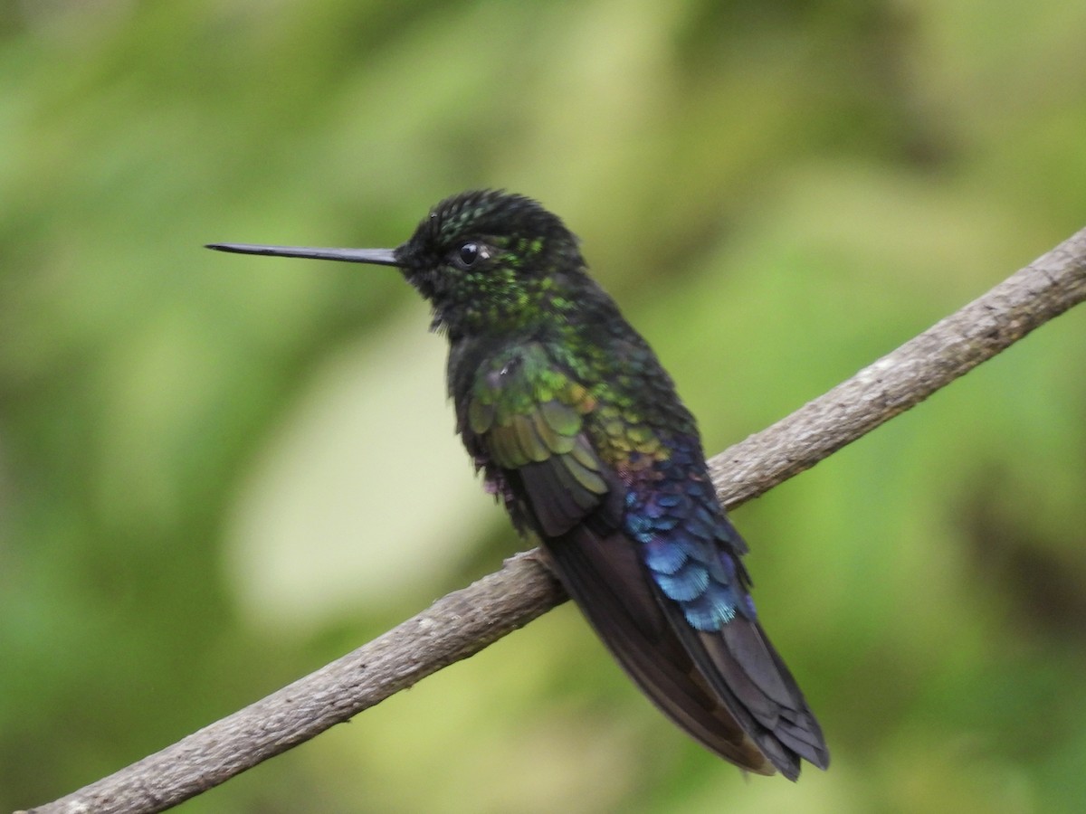 Blue-throated Starfrontlet - ML641090675