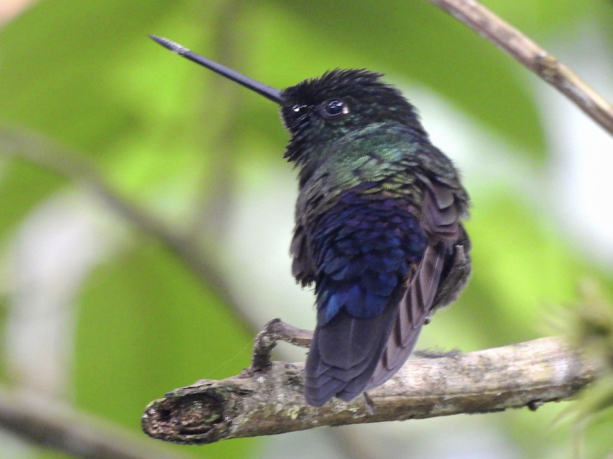 Blue-throated Starfrontlet - ML641090676