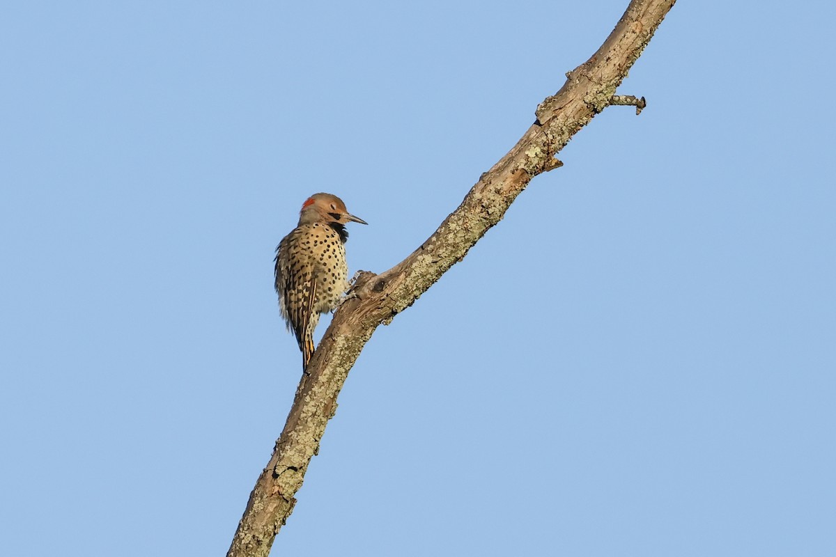 Northern Flicker - ML641090677