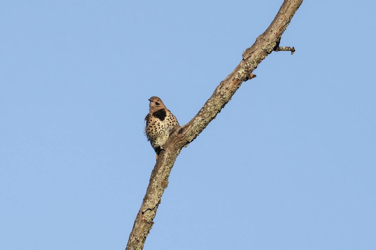 Northern Flicker - ML641090678
