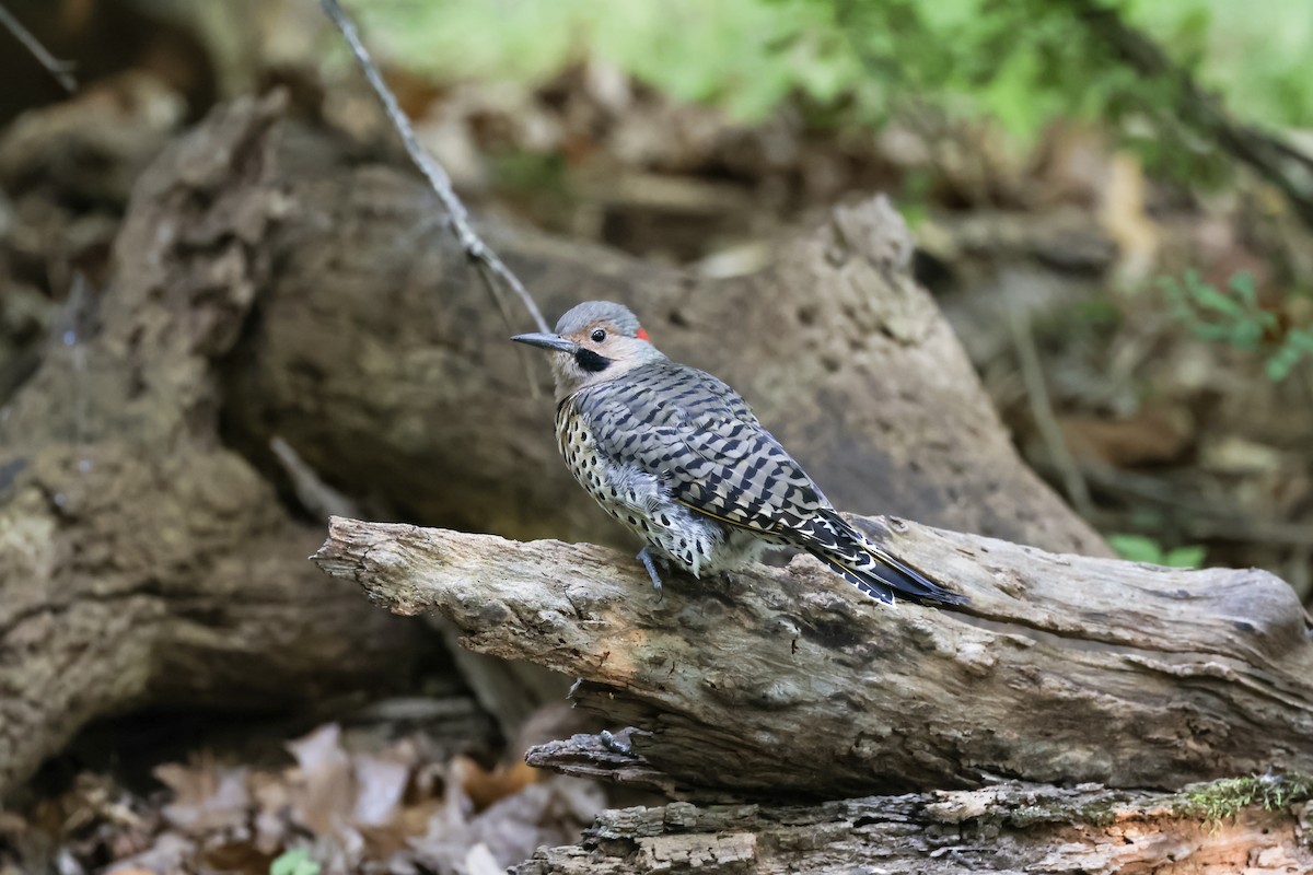 Northern Flicker - ML641090679