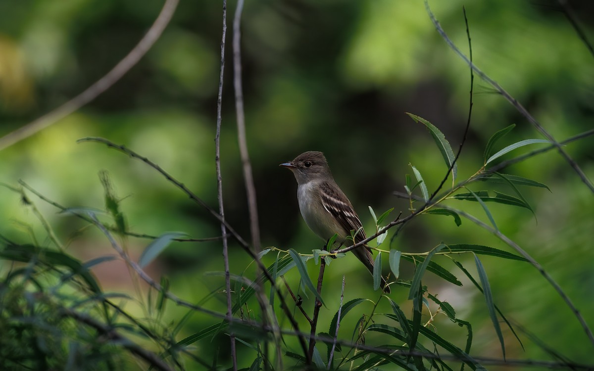 Eastern Wood-Pewee - ML641090693