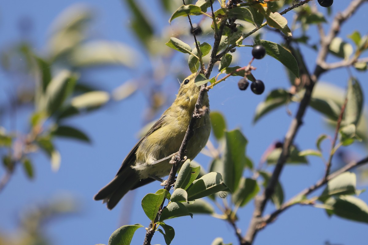 Tennessee Warbler - ML641090727