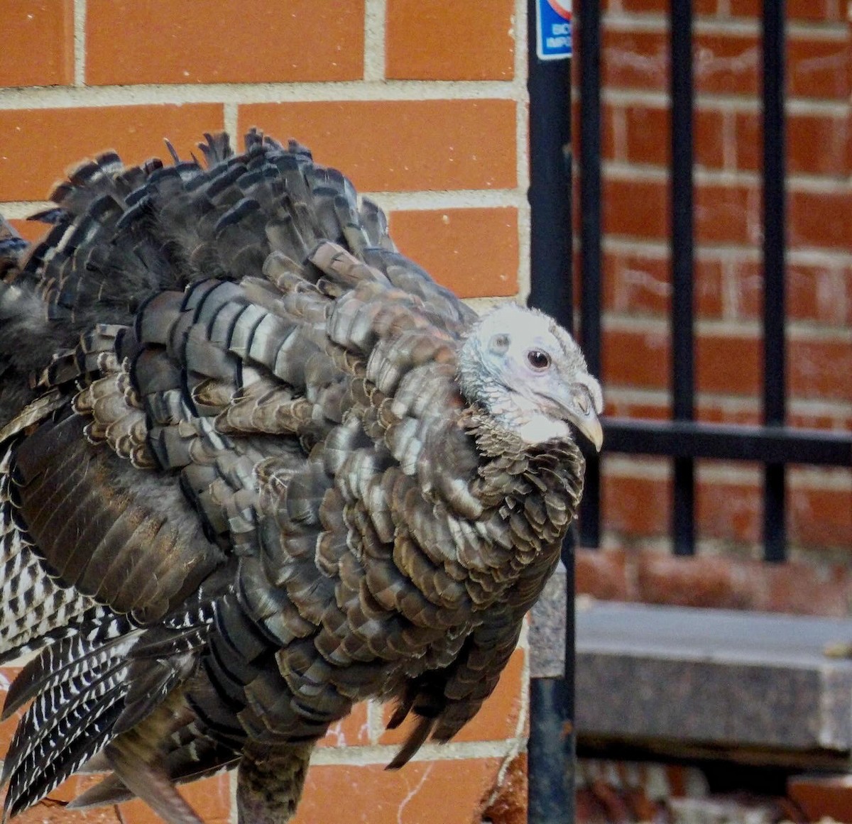 Wild Turkey - ML641090751
