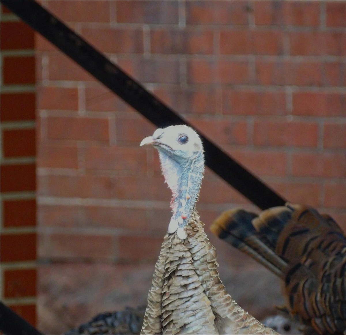 Wild Turkey - ML641090752