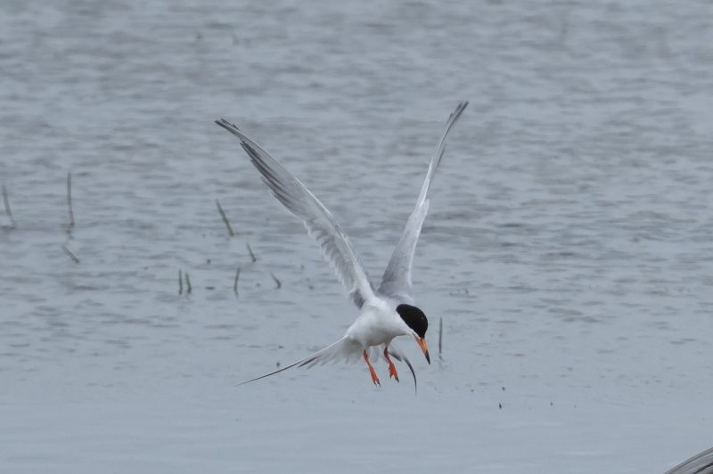 Forster's Tern - ML641090754