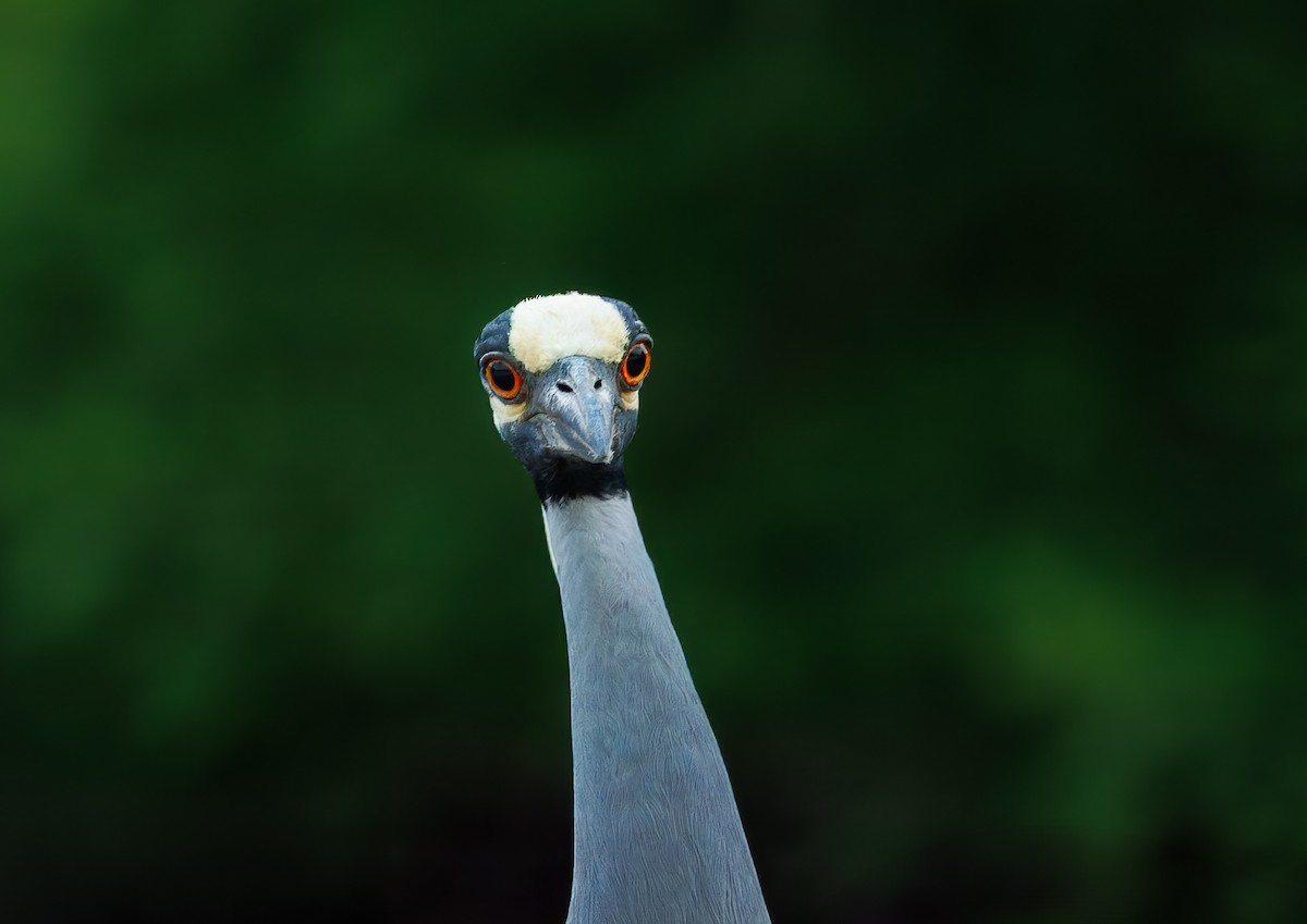 Yellow-crowned Night Heron - ML641090763