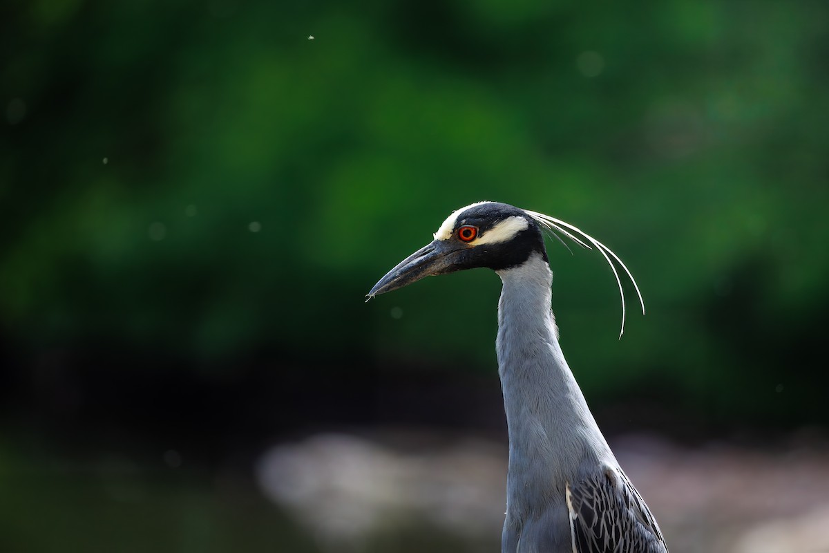 Yellow-crowned Night Heron - ML641090764