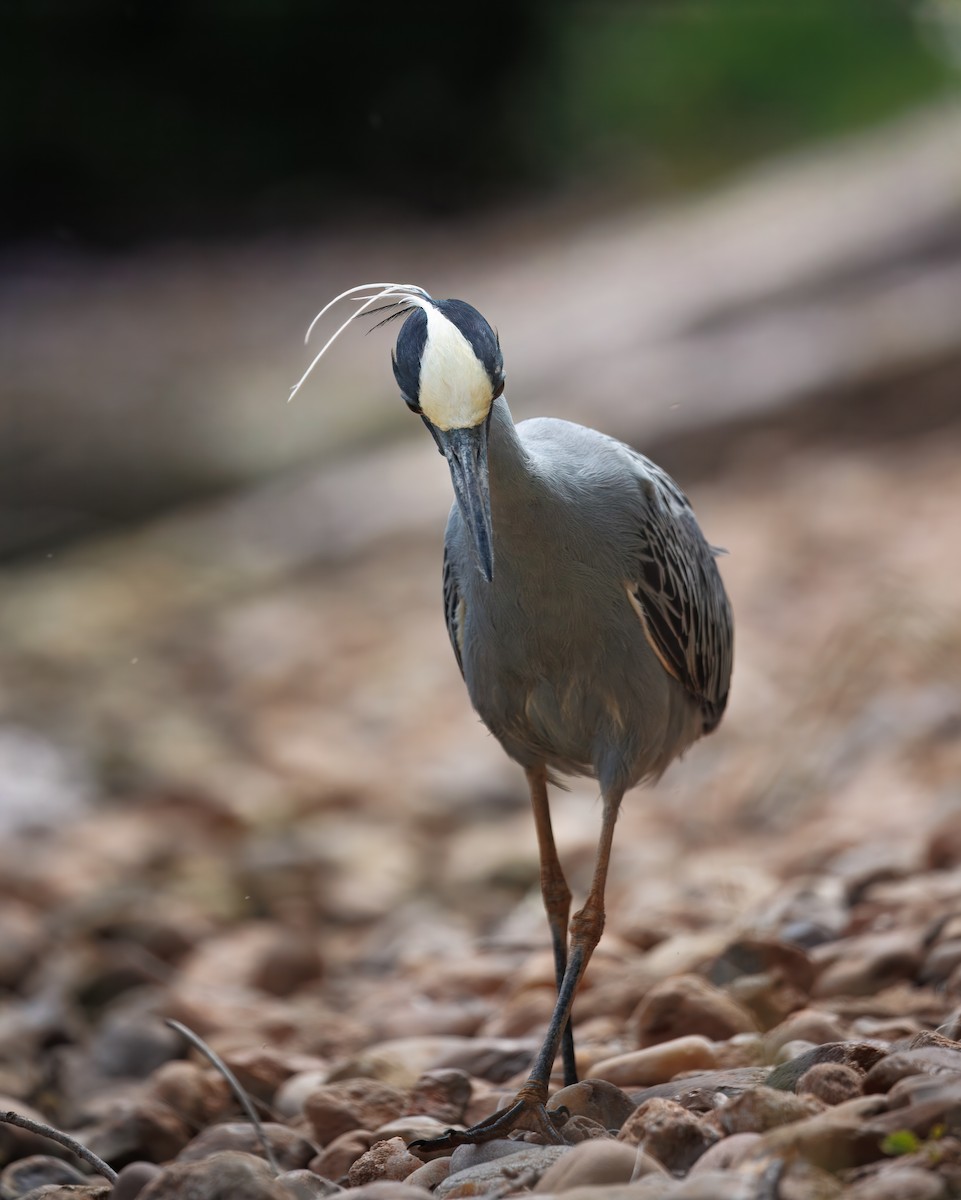 Yellow-crowned Night Heron - ML641090765