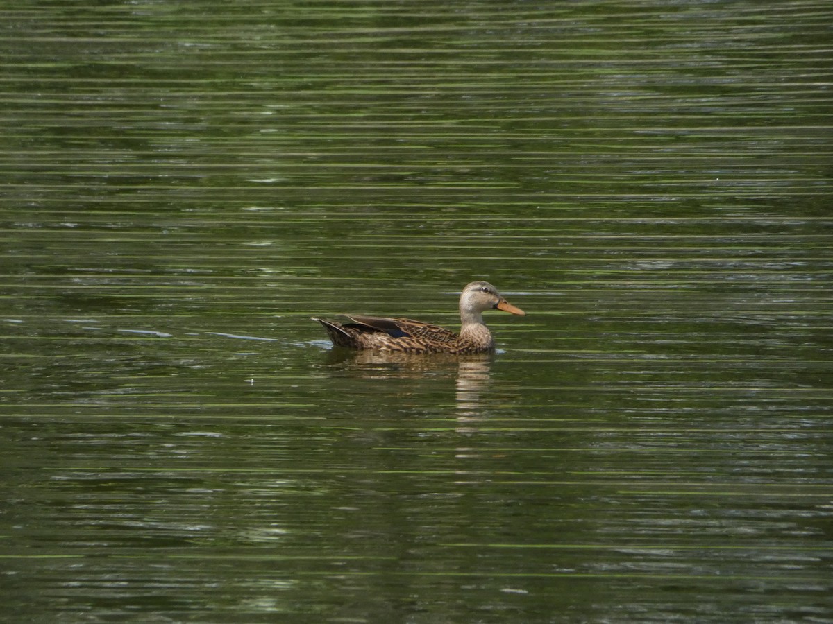 Mottled Duck - ML641090767