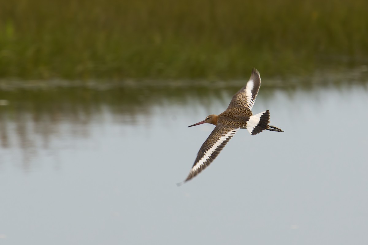Black-tailed Godwit - ML641090768