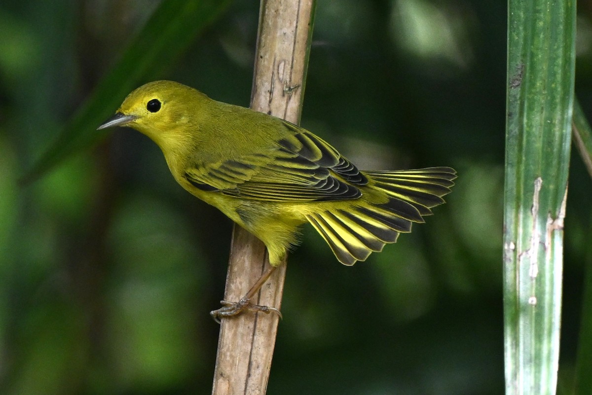 Yellow Warbler - ML641090770