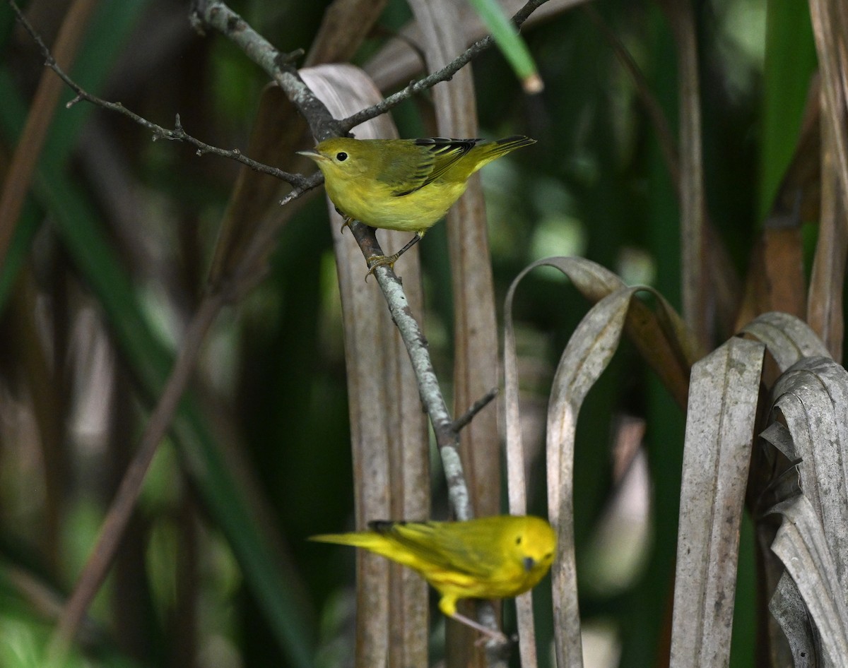 Yellow Warbler - ML641090771