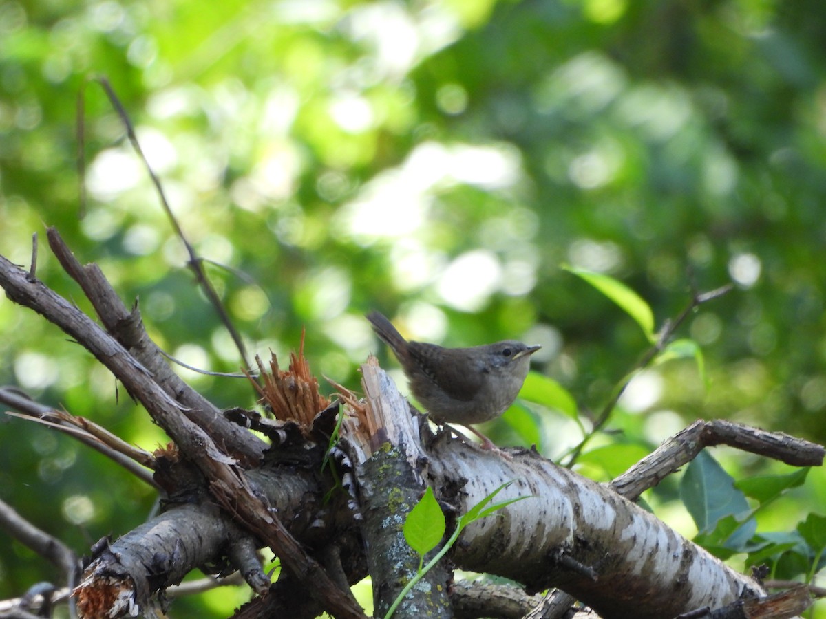 Northern House Wren - ML641090774