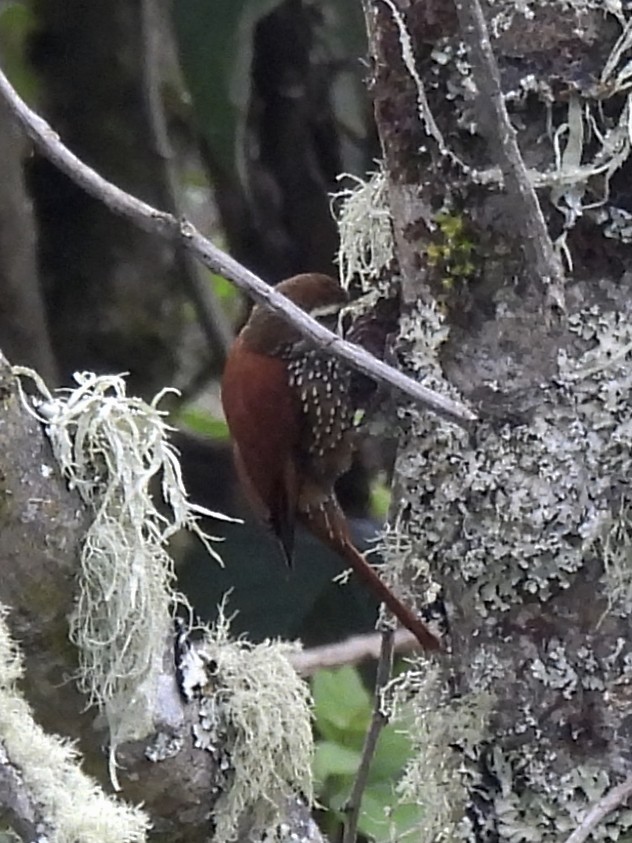 Pearled Treerunner - ML641090775