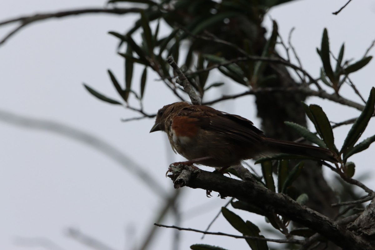 Eastern Towhee - ML641090777