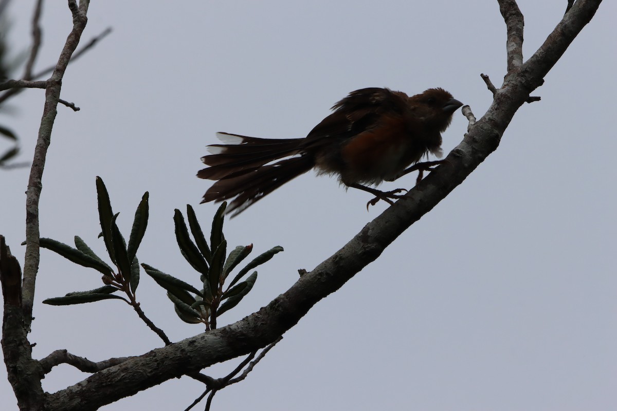 Eastern Towhee - ML641090778
