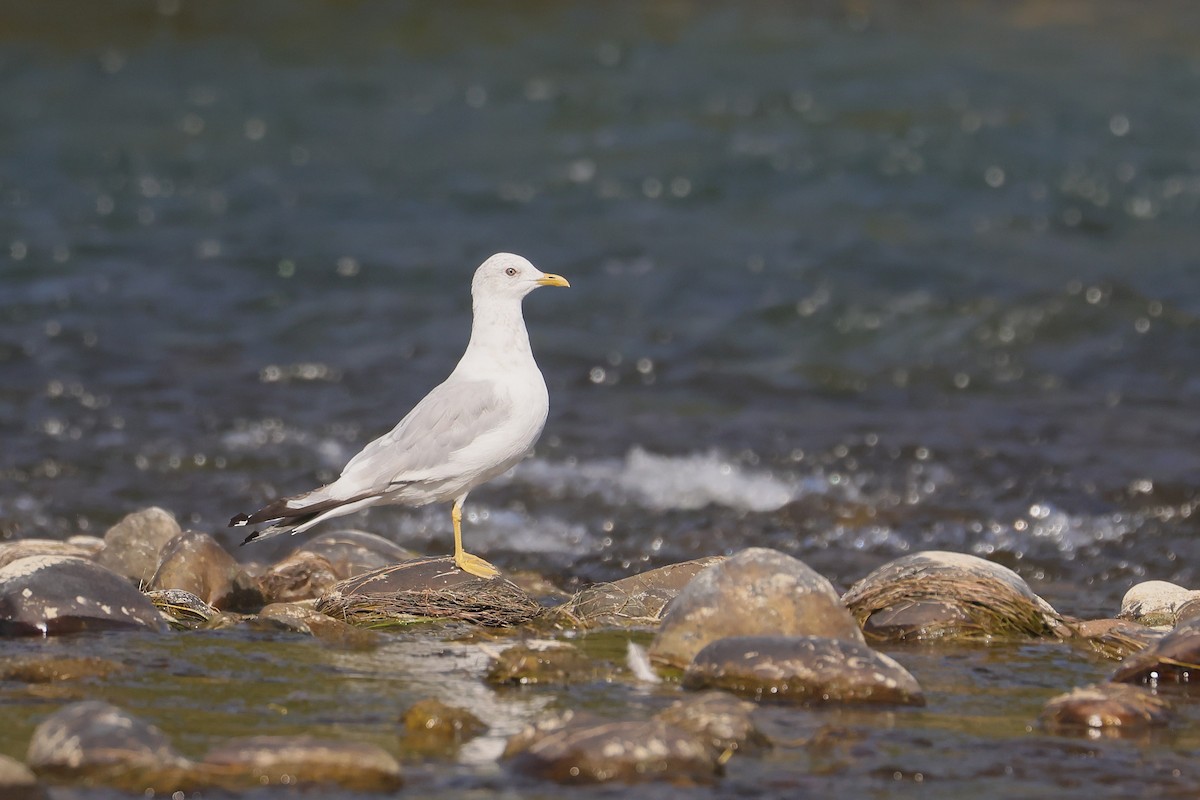 Short-billed Gull - ML641090779