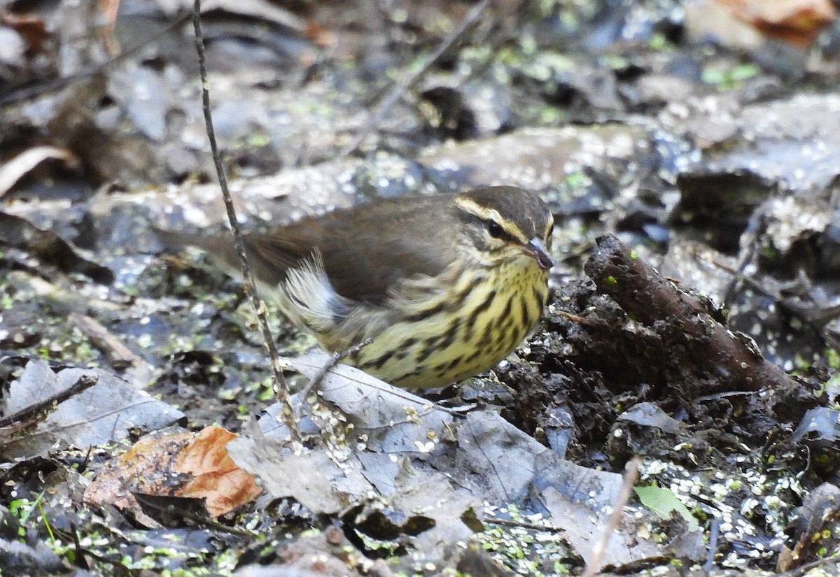 Northern Waterthrush - ML641090782