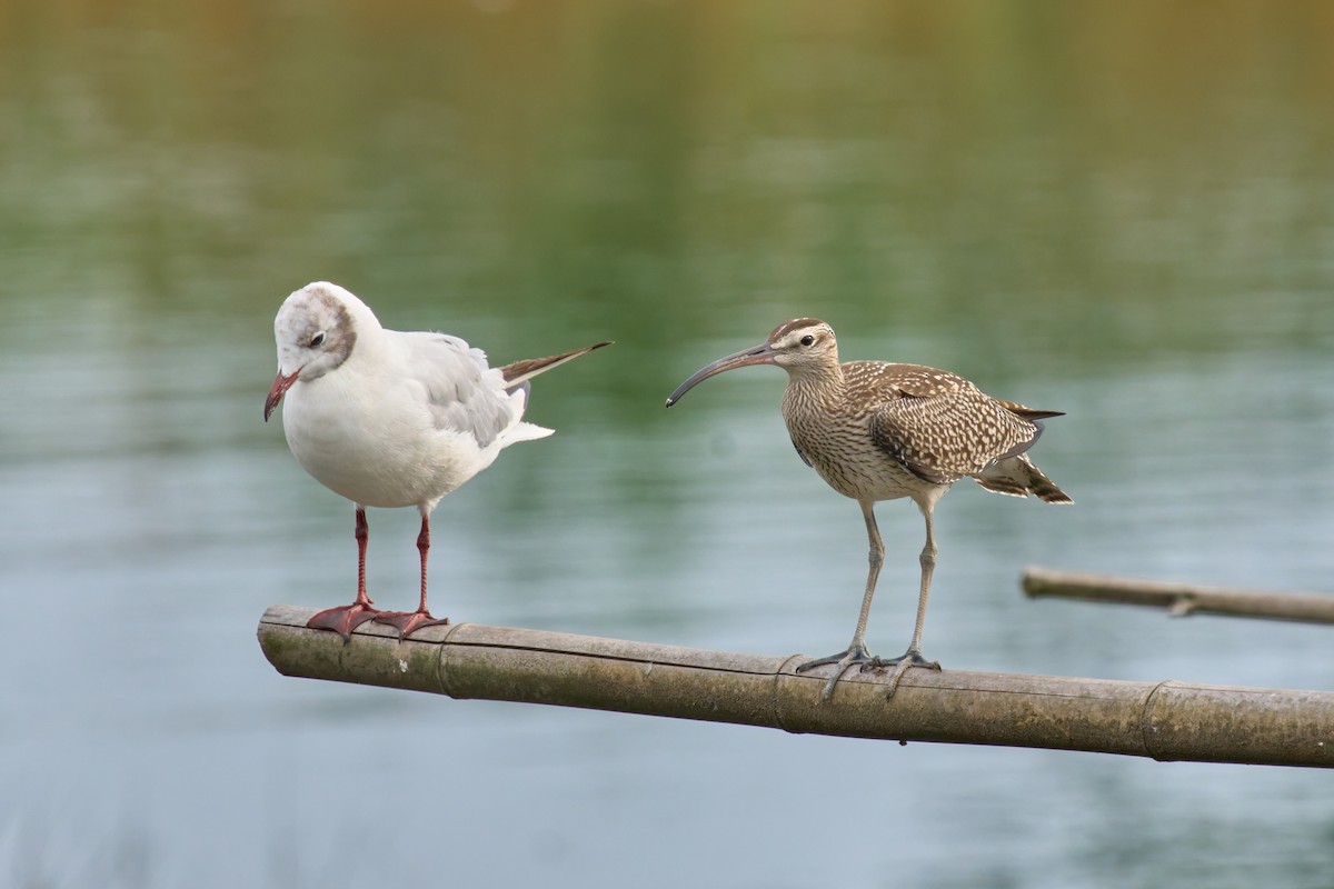Whimbrel - ML641090783