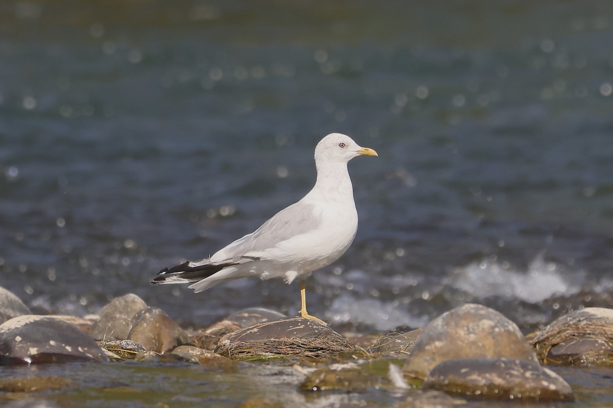 Short-billed Gull - ML641090785