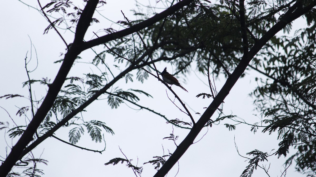 Indian Paradise-Flycatcher - ML641090786