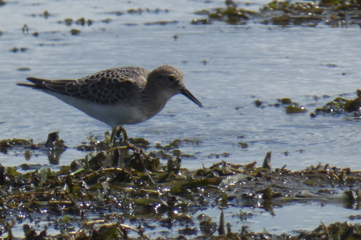 Baird's Sandpiper - ML641090787