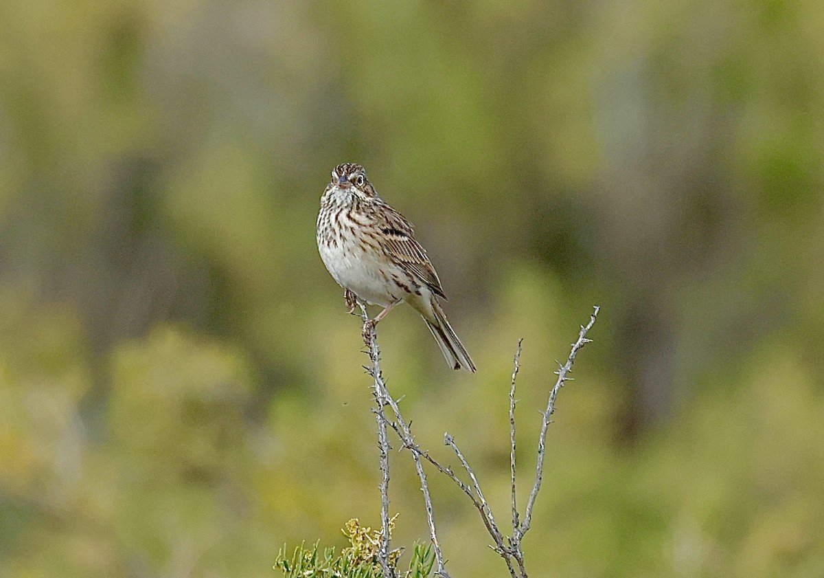 Vesper Sparrow - ML641090788