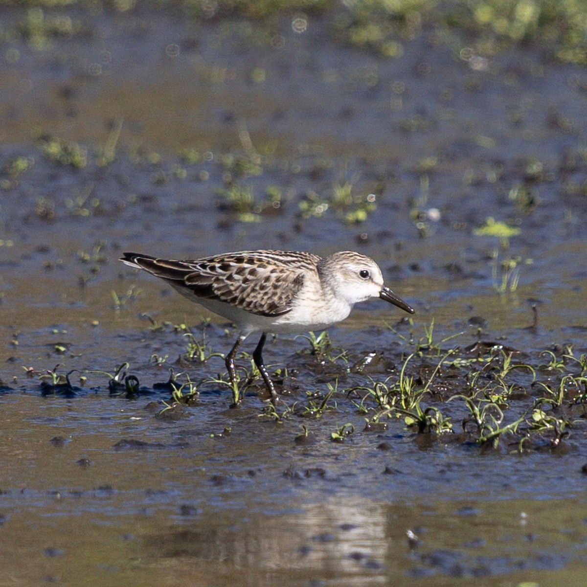 Semipalmated Sandpiper - ML641090797