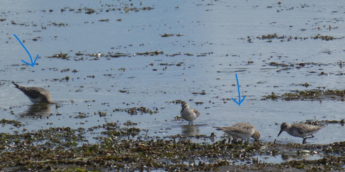 Baird's Sandpiper - ML641090801