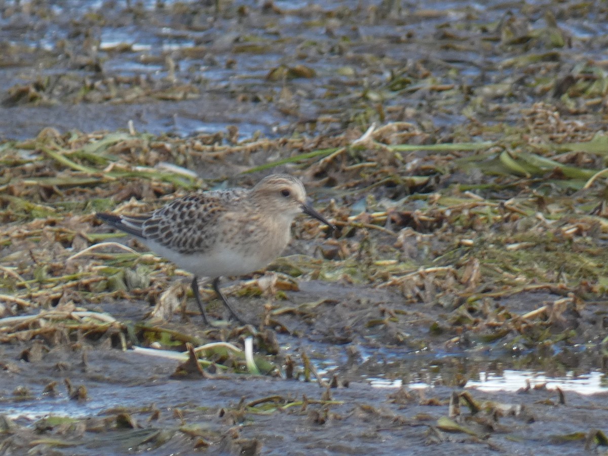 Baird's Sandpiper - ML641090802