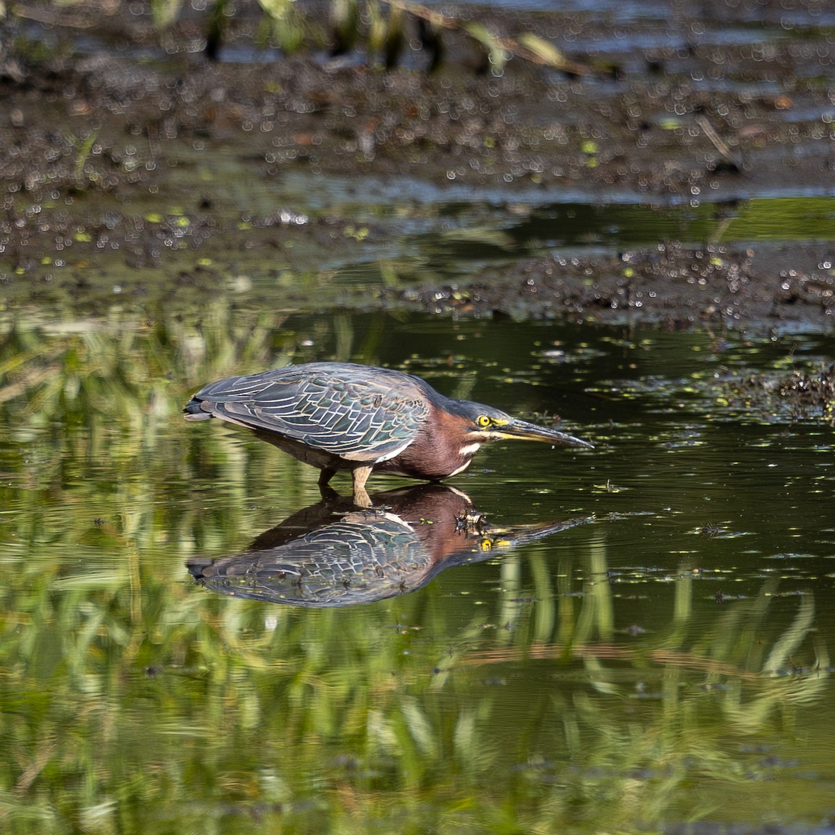Green Heron - ML641090804