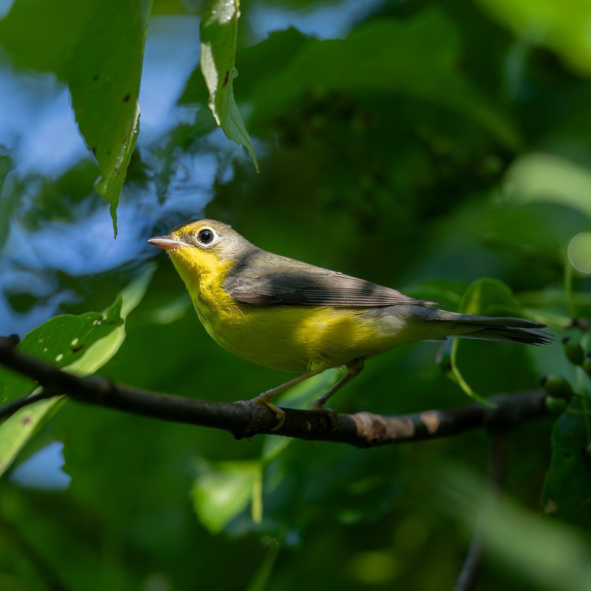 Canada Warbler - ML641090816