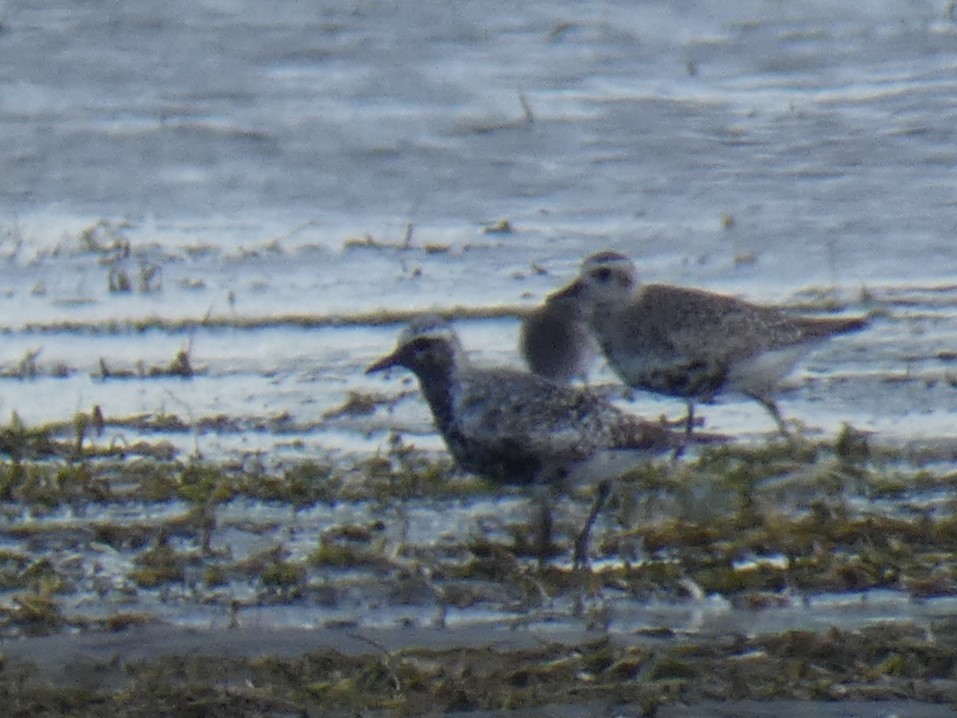 Black-bellied Plover - ML641090819