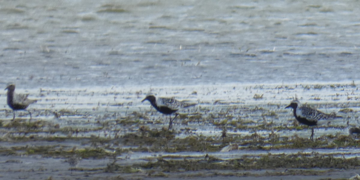 Black-bellied Plover - ML641090820