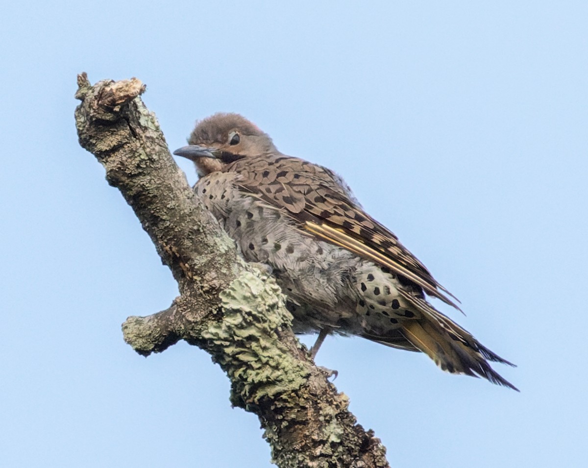 Northern Flicker - ML641090821