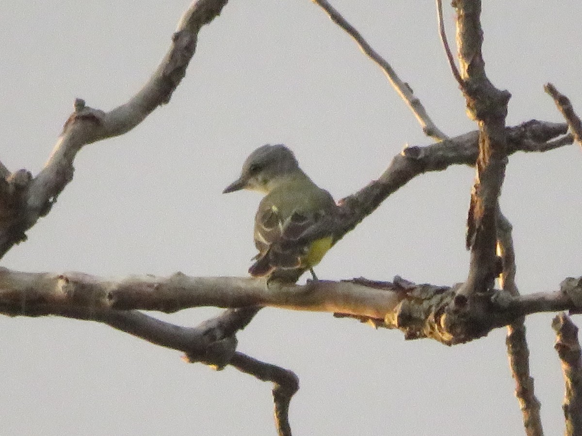 Couch's Kingbird - ML641090834