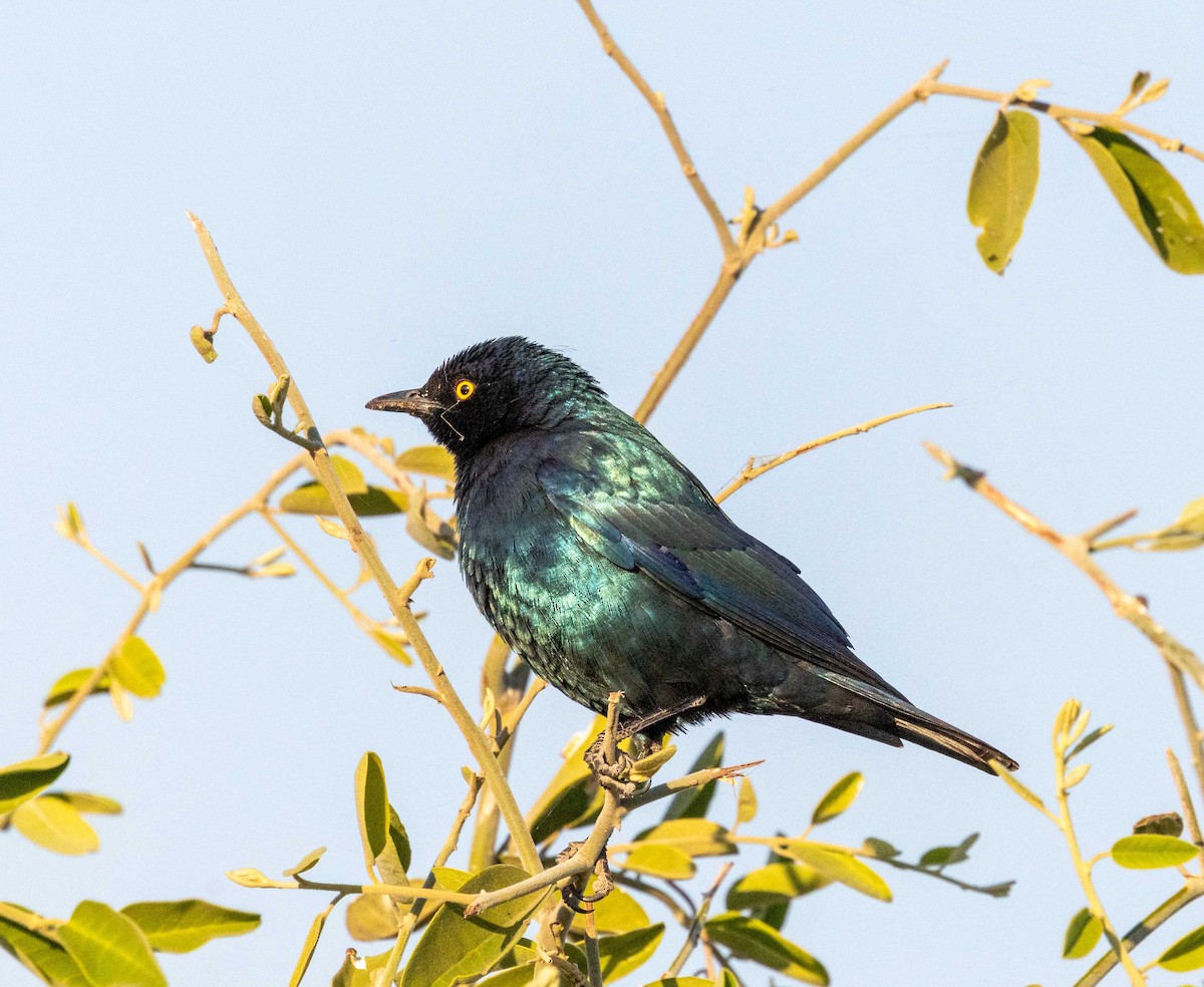 Cape Starling - ML641090837
